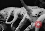Image Dalmatien chiots Holland Hollande, 1957, de la seconde 24 séquences d'archives historiques vidéo 65675070390