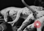 Image Dalmatien chiots Holland Hollande, 1957, de la seconde 25 séquences d'archives historiques vidéo 65675070390