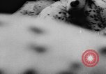 Image Dalmatien chiots Holland Hollande, 1957, de la seconde 27 séquences d'archives historiques vidéo 65675070390