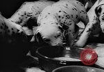 Image Dalmatien chiots Holland Hollande, 1957, de la seconde 28 séquences d'archives historiques vidéo 65675070390
