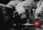 Image Dalmatien chiots Holland Hollande, 1957, de la seconde 29 séquences d'archives historiques vidéo 65675070390