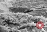 Image of floods France, 1952, second 10 stock footage video 65675070423