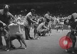 Standbild dog show New York United States USA, 1952, aus Sekunde 9 historischem Filmmaterial Videoclip 65675070426