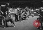 Standbild dog show New York United States USA, 1952, aus Sekunde 10 historischem Filmmaterial Videoclip 65675070426