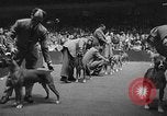 Standbild dog show New York United States USA, 1952, aus Sekunde 11 historischem Filmmaterial Videoclip 65675070426