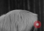 Standbild dog show New York United States USA, 1952, aus Sekunde 12 historischem Filmmaterial Videoclip 65675070426