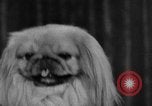 Standbild dog show New York United States USA, 1952, aus Sekunde 13 historischem Filmmaterial Videoclip 65675070426