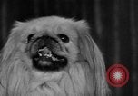 Standbild dog show New York United States USA, 1952, aus Sekunde 14 historischem Filmmaterial Videoclip 65675070426