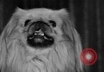 Standbild dog show New York United States USA, 1952, aus Sekunde 15 historischem Filmmaterial Videoclip 65675070426