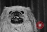 Standbild dog show New York United States USA, 1952, aus Sekunde 16 historischem Filmmaterial Videoclip 65675070426