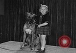 Standbild dog show New York United States USA, 1952, aus Sekunde 17 historischem Filmmaterial Videoclip 65675070426