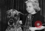 Standbild dog show New York United States USA, 1952, aus Sekunde 18 historischem Filmmaterial Videoclip 65675070426