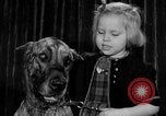 Standbild dog show New York United States USA, 1952, aus Sekunde 19 historischem Filmmaterial Videoclip 65675070426