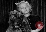 Standbild dog show New York United States USA, 1952, aus Sekunde 20 historischem Filmmaterial Videoclip 65675070426