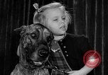 Standbild dog show New York United States USA, 1952, aus Sekunde 21 historischem Filmmaterial Videoclip 65675070426