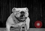 Standbild dog show New York United States USA, 1952, aus Sekunde 25 historischem Filmmaterial Videoclip 65675070426