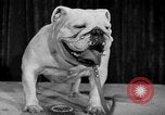 Standbild dog show New York United States USA, 1952, aus Sekunde 26 historischem Filmmaterial Videoclip 65675070426