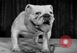 Standbild dog show New York United States USA, 1952, aus Sekunde 27 historischem Filmmaterial Videoclip 65675070426