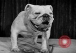 Standbild dog show New York United States USA, 1952, aus Sekunde 28 historischem Filmmaterial Videoclip 65675070426