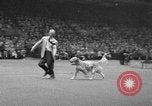 Standbild dog show New York United States USA, 1952, aus Sekunde 29 historischem Filmmaterial Videoclip 65675070426