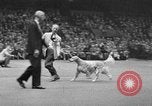Standbild dog show New York United States USA, 1952, aus Sekunde 30 historischem Filmmaterial Videoclip 65675070426