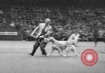 Standbild dog show New York United States USA, 1952, aus Sekunde 31 historischem Filmmaterial Videoclip 65675070426