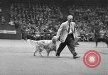 Standbild dog show New York United States USA, 1952, aus Sekunde 33 historischem Filmmaterial Videoclip 65675070426