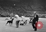 Standbild dog show New York United States USA, 1952, aus Sekunde 36 historischem Filmmaterial Videoclip 65675070426