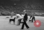 Standbild dog show New York United States USA, 1952, aus Sekunde 37 historischem Filmmaterial Videoclip 65675070426