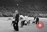 Standbild dog show New York United States USA, 1952, aus Sekunde 38 historischem Filmmaterial Videoclip 65675070426