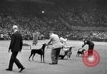 Standbild dog show New York United States USA, 1952, aus Sekunde 39 historischem Filmmaterial Videoclip 65675070426