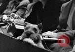 Standbild dog show New York United States USA, 1952, aus Sekunde 40 historischem Filmmaterial Videoclip 65675070426