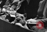 Standbild dog show New York United States USA, 1952, aus Sekunde 41 historischem Filmmaterial Videoclip 65675070426