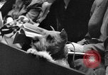 Standbild dog show New York United States USA, 1952, aus Sekunde 42 historischem Filmmaterial Videoclip 65675070426