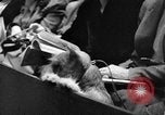 Standbild dog show New York United States USA, 1952, aus Sekunde 43 historischem Filmmaterial Videoclip 65675070426