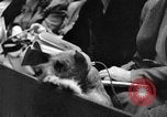 Standbild dog show New York United States USA, 1952, aus Sekunde 44 historischem Filmmaterial Videoclip 65675070426