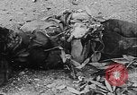 Image of Tet Offensive Saigon Vietnam, 1968, second 13 stock footage video 65675070507