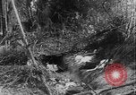 Image of Tet Offensive Saigon Vietnam, 1968, second 18 stock footage video 65675070507