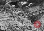 Image of Tet Offensive Saigon Vietnam, 1968, second 20 stock footage video 65675070507