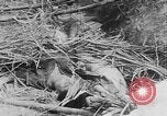 Image of Tet Offensive Saigon Vietnam, 1968, second 22 stock footage video 65675070507