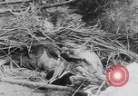 Image of Tet Offensive Saigon Vietnam, 1968, second 23 stock footage video 65675070507