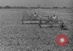 Standbild Konserven und Einfrieren von Lebensmitteln in den 1940er Jahren auf Seabrook Farms New Jersey United States USA, 1946, aus Sekunde 4 historischem Filmmaterial Videoclip 65675070532