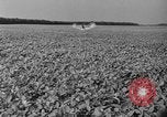 Standbild Konserven und Einfrieren von Lebensmitteln in den 1940er Jahren auf Seabrook Farms New Jersey United States USA, 1946, aus Sekunde 44 historischem Filmmaterial Videoclip 65675070532