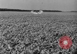 Standbild Konserven und Einfrieren von Lebensmitteln in den 1940er Jahren auf Seabrook Farms New Jersey United States USA, 1946, aus Sekunde 45 historischem Filmmaterial Videoclip 65675070532