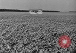 Standbild Konserven und Einfrieren von Lebensmitteln in den 1940er Jahren auf Seabrook Farms New Jersey United States USA, 1946, aus Sekunde 46 historischem Filmmaterial Videoclip 65675070532