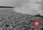 Standbild Konserven und Einfrieren von Lebensmitteln in den 1940er Jahren auf Seabrook Farms New Jersey United States USA, 1946, aus Sekunde 50 historischem Filmmaterial Videoclip 65675070532