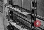 Standbild Konserven und Einfrieren von Lebensmitteln in den 1940er Jahren auf Seabrook Farms New Jersey United States USA, 1946, aus Sekunde 59 historischem Filmmaterial Videoclip 65675070532