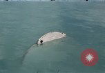 Standbild Sicherheitsmaßnahmen Bermuda Insel, 1947, aus Sekunde 16 historischem Filmmaterial Videoclip 65675070538