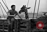 Image animaux de la jungle New York United States USA, 1937, de la seconde 14 séquences d'archives historiques vidéo 65675070576