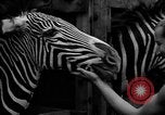 Image animaux de la jungle New York United States USA, 1937, de la seconde 19 séquences d'archives historiques vidéo 65675070576